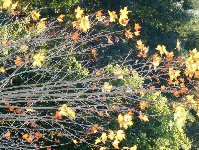 JESUS - Whats In A Name